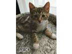 Adopt Percy a Domestic Short Hair