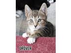 Adopt Grover a Domestic Short Hair