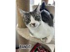 Adopt Bandit a Domestic Short Hair