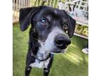 Adopt Rusty(C000-008) - Chino Hills Location a Beagle, Terrier