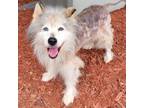 Adopt Cleo a Gray/Silver/Salt & Pepper - with White Siberian Husky / Mixed dog
