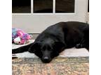 Adopt Saffron 23 a Black German Shepherd Dog / Mixed dog in Hillside