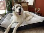 Adopt Olaf a Great Pyrenees