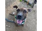 Adopt Kirby a Pit Bull Terrier