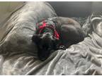 Adopt Winston a Black Newfoundland / Labrador Retriever / Mixed dog in Provo