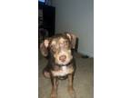 Adopt Blair a Brown/Chocolate - with White Terrier (Unknown Type