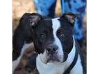 Adopt Knock Knock a Pit Bull Terrier