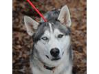 Adopt Cressie a Husky, Mixed Breed