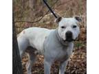 Adopt Dollar a Pit Bull Terrier, American Staffordshire Terrier