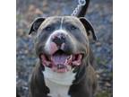 Adopt Alaskan Bull Worm a Pit Bull Terrier, American Bully