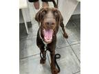 Adopt Zane 3074 a Red/Golden/Orange/Chestnut Doberman Pinscher / Mixed dog in