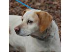 Adopt Tubby Custard a Hound, Labrador Retriever