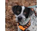Adopt Yodel-Ay-Hee-Hoo a Pointer, Pit Bull Terrier