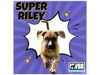 Adopt Riley 2023-1 a Boxer