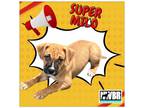 Adopt Milo a Boxer