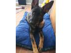 Adopt Rico a German Shepherd Dog