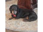 Adopt Tommy a Dachshund