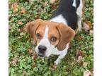 Adopt Gilligan a Beagle