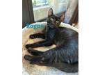 Adopt Rogue a All Black American Shorthair / Mixed (short coat) cat in Land O