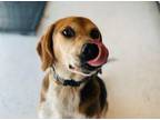 Adopt Balloon a Beagle