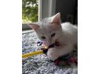 Adopt Sally a White (Mostly) Domestic Shorthair (short coat) cat in Dunkirk
