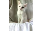 Adopt Misha a White (Mostly) Domestic Shorthair (short coat) cat in Dunkirk