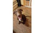 Adopt Conrad a Brown/Chocolate - with Tan Labrador Retriever / Doberman Pinscher