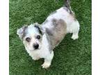 Adopt Poppy a Shih Tzu, Lhasa Apso