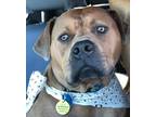 Adopt Willis - courtesy post a Bullmastiff, Pit Bull Terrier