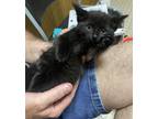 Adopt Mia a All Black Domestic Shorthair (short coat) cat in Birmingham
