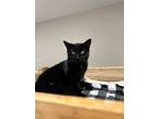 Adopt Smokey a Domestic Short Hair