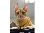 Adopt Smitty a Domestic Short Hair