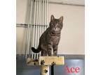 Adopt Ace a Domestic Short Hair