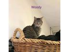 Adopt Woody a Domestic Short Hair