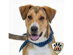 Adopt Bandit a Tan/Yellow/Fawn Hound (Unknown Type) / Mixed dog in Merriam