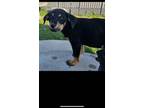 Adopt Moses a Black Labrador Retriever, Rottweiler