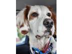 Adopt Kris a English Setter