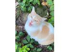 Adopt Laryn a White (Mostly) Domestic Shorthair / Mixed (short coat) cat in