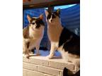 Adopt Vinny and Simmons a Domestic Short Hair