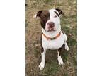 Adopt Basil a Pit Bull Terrier