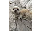 Adopt Remy a Shih Tzu