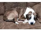 Adopt Gator a American Staffordshire Terrier