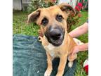 Adopt Axel a Tan/Yellow/Fawn Great Pyrenees / Belgian Malinois / Mixed dog in St
