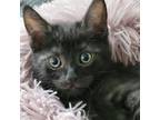 Adopt Otis a All Black Domestic Shorthair / Mixed cat in Toledo, OH (38573770)
