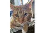 Adopt Nacho a Domestic Short Hair