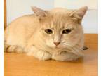Adopt Destiny Miller a Domestic Shorthair (short coat) cat in Woodstock