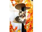 Adopt Cricket Miller a Domestic Shorthair cat in Woodstock, VA (38372780)