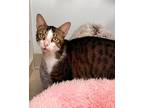 Adopt KELLY a Domestic Short Hair