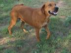 Adopt Barook a Black Mouth Cur, Labrador Retriever