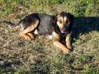 Adopt Blue a Catahoula Leopard Dog, Shepherd